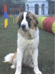 成都天達(dá)寵物訓(xùn)練代養(yǎng)全方位服務(wù)中心 專業(yè)訓(xùn)狗，讓愛寵更優(yōu)秀