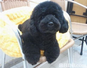 joyful pet house 專業寵物美容服務與信息安全保障