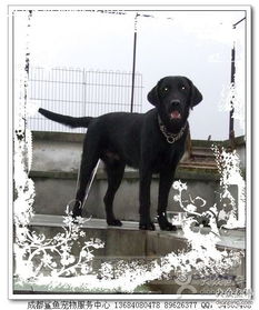 鯊魚寵物服務中心 成都寵物行業的網絡與信息安全軟件開發